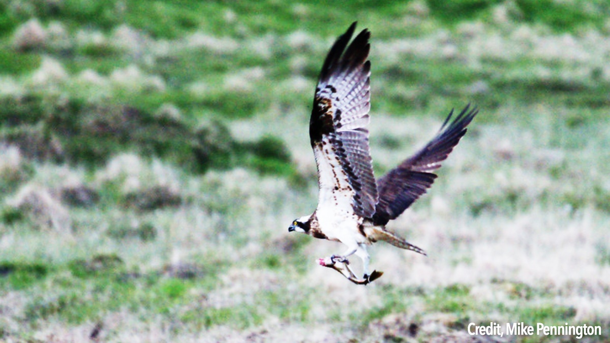 Bird of Prey in Scotland Bird of Prey in Scotland